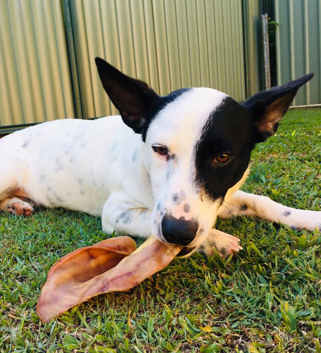 Happy pooch in a new home after being adopted